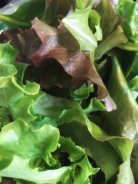 Full frame shot of green leaves