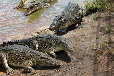 Crocodile in water