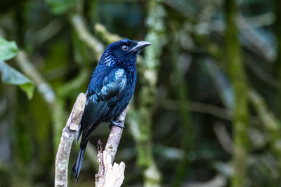 Bronze drongo bird dicrurus aeneus on perch on nature habitat