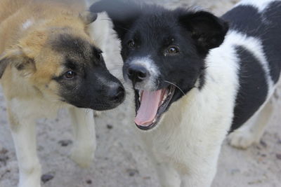 Close-up of two dogs