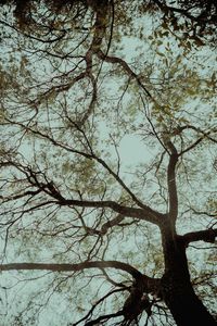 Low angle view of bare tree against sky