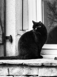 Cat sitting on window sill