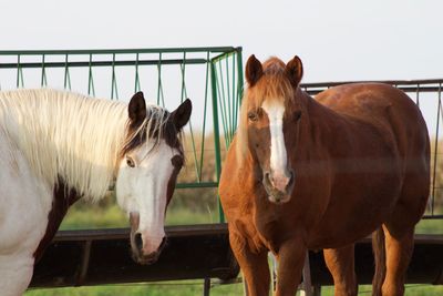 Horses standing in ranch