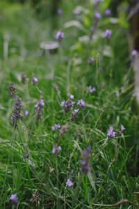 Close-up of purple flowering plants on field