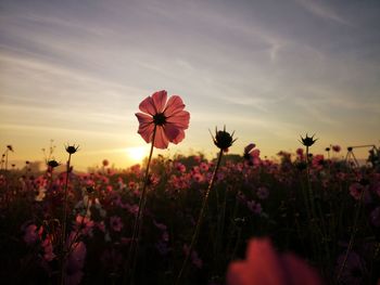 Close-up of flowering plants on field against sky during sunset