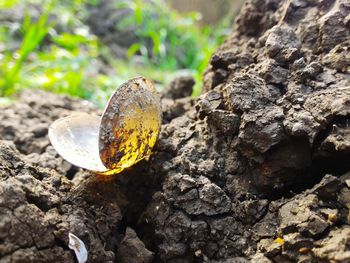 Close-up of crab on rock