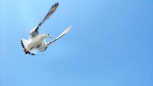 Low angle view of seagull flying against clear blue sky