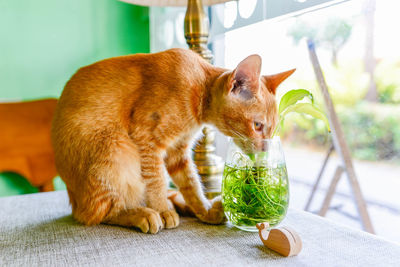 View of cat drinking from plant