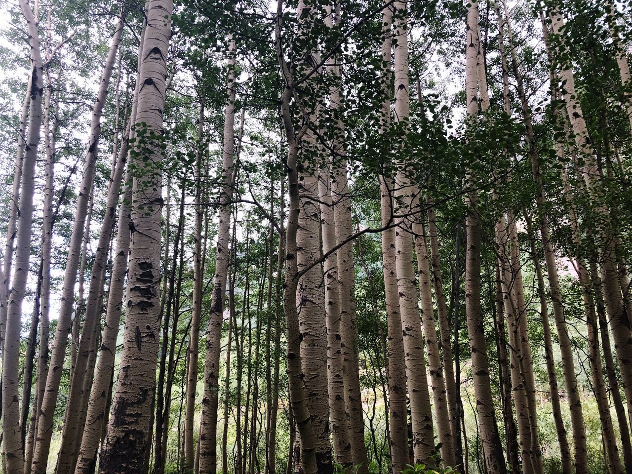 tree, plant, forest, land, growth, trunk, tree trunk, beauty in nature, tranquility, woodland, no people, day, low angle view, bamboo - plant, nature, non-urban scene, bamboo, outdoors, bamboo grove, tranquil scene, coniferous tree