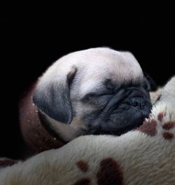 Close-up of puppy