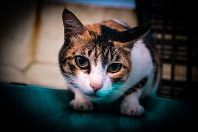 Close-up portrait of a cat