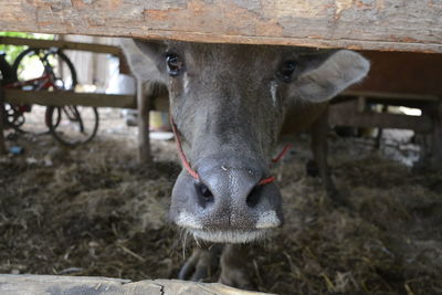 Close-up portrait of cow