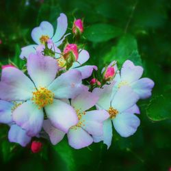 Close-up of pink flowers blooming outdoors