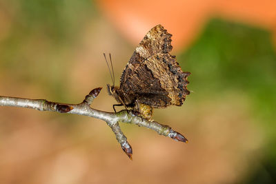 Close-up of butterfly on plant