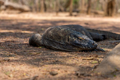 Close-up of lizard on land