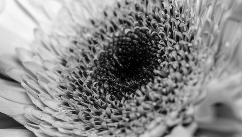 Close-up of sunflower on plant