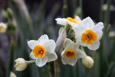 Close-up of white flowering plants