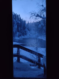 Trees seen through window during winter