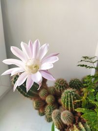 Close-up of white flowering plant