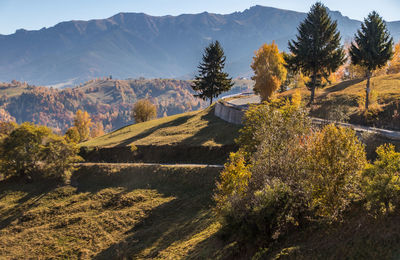 Trees on landscape against mountains