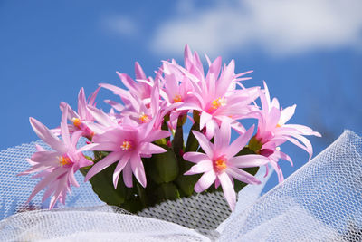 Close-up of flowers against sky