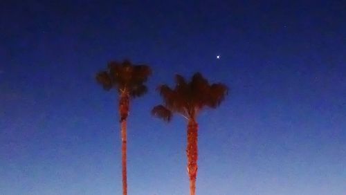 Low angle view of palm trees against blue sky