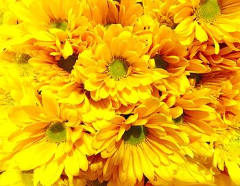 Macro shot of yellow flower
