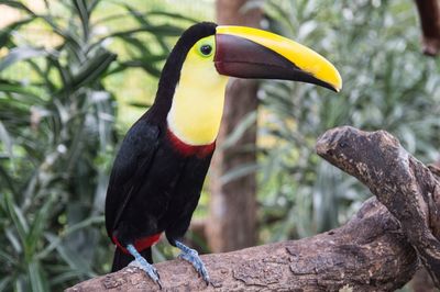 Close-up of bird perching on branch