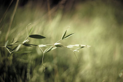 Close-up of plants growing on land