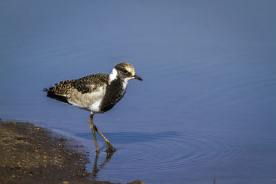 Bird perching on a lake