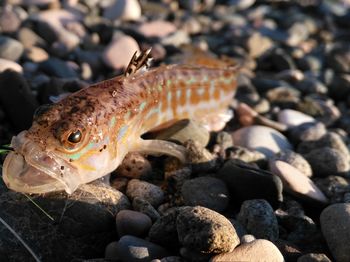 Close-up of dead fish on pebbles at beach