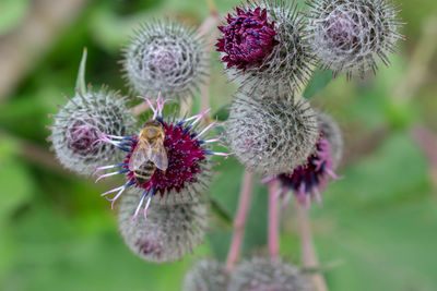 Close-up of fresh purple thistle flower