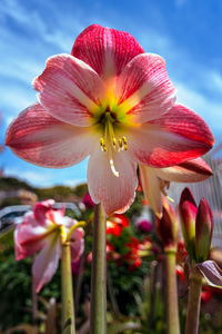 Close-up of pink flowering plant