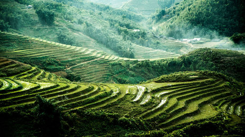 Scenic view of agricultural field