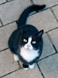 Portrait of black cat on footpath