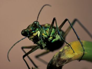 Close-up of insect