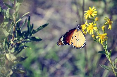 Close-up of butterfly pollinating on flower