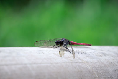 Close-up of insect on wall