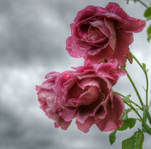 Close-up of pink rose