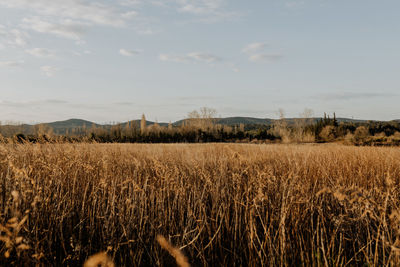 Scenic view of field against sky