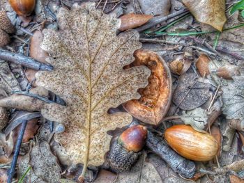 High angle view of dry leaf