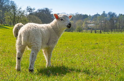 Close-up of a three week old lamb on green grass field in spring sunshine