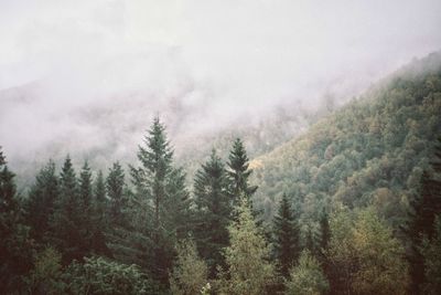 Pine trees in forest against sky