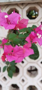 Close-up of pink flowering plant