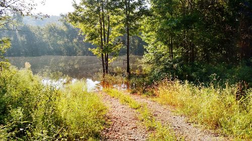 Scenic view of lake in forest