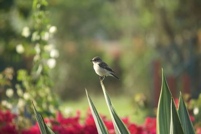 Close-up of bird perching on plant