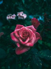 Close-up of rose bouquet