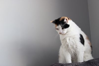 White cat sitting against wall