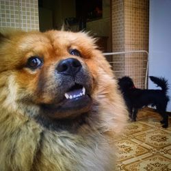 Close-up of dog