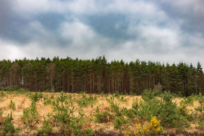 Trees on field against sky